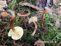 Tricholoma fulvum-amf1855-1